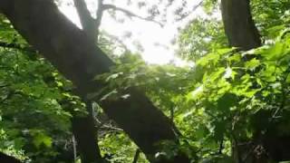 Roxy Music - The Girl of my Best Friend