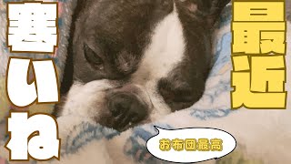 愛犬が冬眠しそう😅