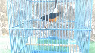 Download lagu Pancingan Murai Borneo Agar Bunyi ||👍 Suaranya Bikin Gemetaran Murai Lain | Rumped Shama mp3