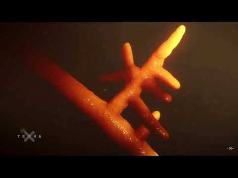 Das "Wood Wide Web" (C @ Terra X)