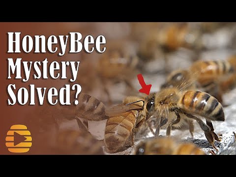 HONEY BEE Apis mellifera washboarding mystery solved? Dr. Tom Seeley is right.