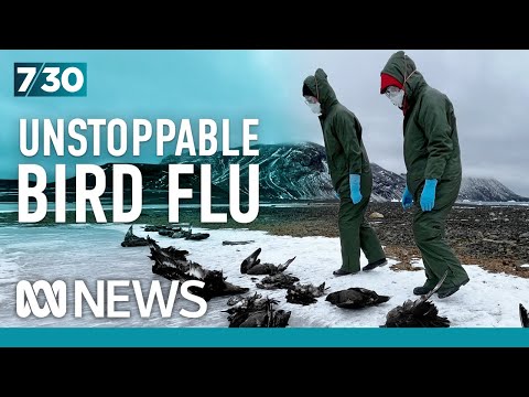 Deadly bird flu is leaving a 'trail of destruction' in Antarctica and has scientists on edge | 7.30