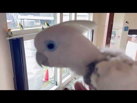 なぜミルワームを鶏に与えるのでしょうか？ブリーダーが語る見逃せない4つのメリット  庭園