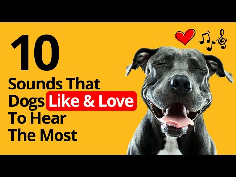 10 Sounds That Dogs Like &amp; Love To Hear The Most 🐶❤️