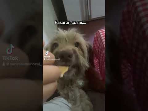 Pasaron cosas… #perro #dog #perros #dogs #dogsofinstagram #doglover #perrosdeinstagram