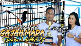 Download lagu aksi murai batu GAJAH MADA milik zaidin losari berhasil juara 1 di tiket 2jt mp3