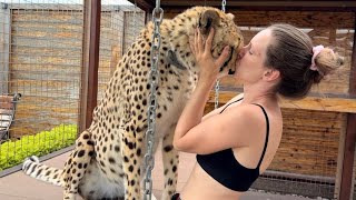 Как можно так не бояться хищную кошку? Гепард🐆 