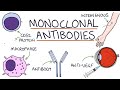 How do monoclonal antibodies work? Rituximab, infliximab, adalimumab and others