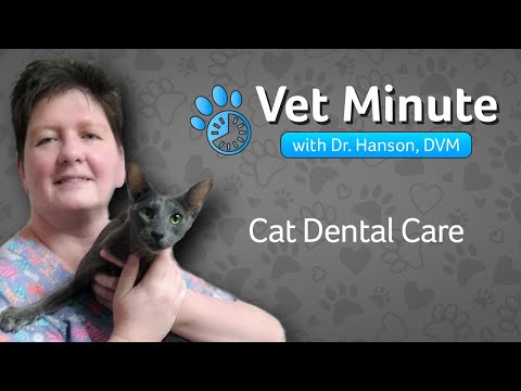Vet Minute: Cat Dental Care