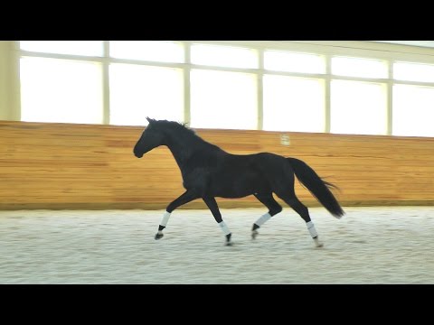 Juno Don Diego ISF at Iron Spring Farm, April 2017 - SOLD