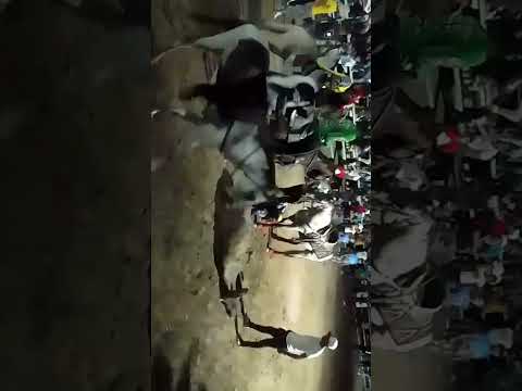 ASI FUERON LOS TOROS COLEADOS EN VILLA DE CURA ESTADO ARAGUA 🇻🇪🤠✅