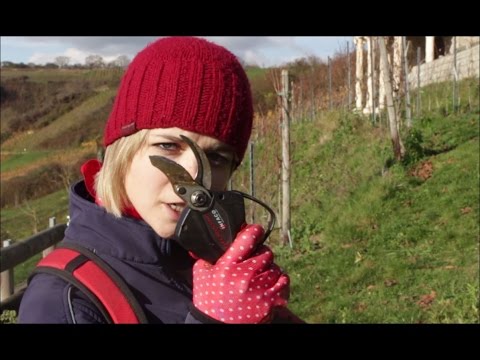agriKULTUR: Stephanie - Winterarbeiten im Weinberg
