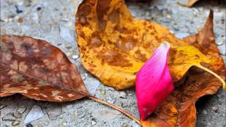 Robert Earll Keen - "I'm Comin' Home"