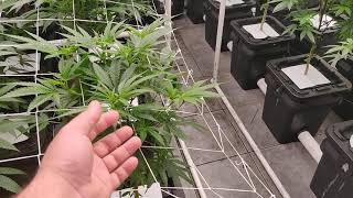 8 light RDWC new cycle Sunset sherbet Root Aphid battle episode 3