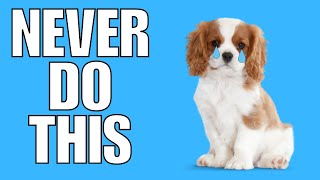 6 Things You Must NEVER Do To Your CAVALIER KING CHARLES SPANIEL (EVER)