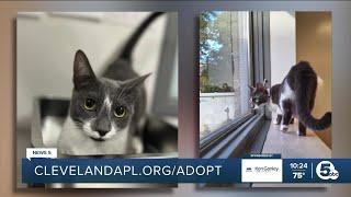 Cleveland APL Pet of the Week: A friendly cat named Crayola