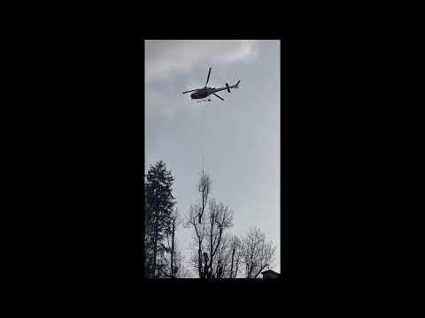 Tree climber ed elicottero in azione per tagliare una pianta