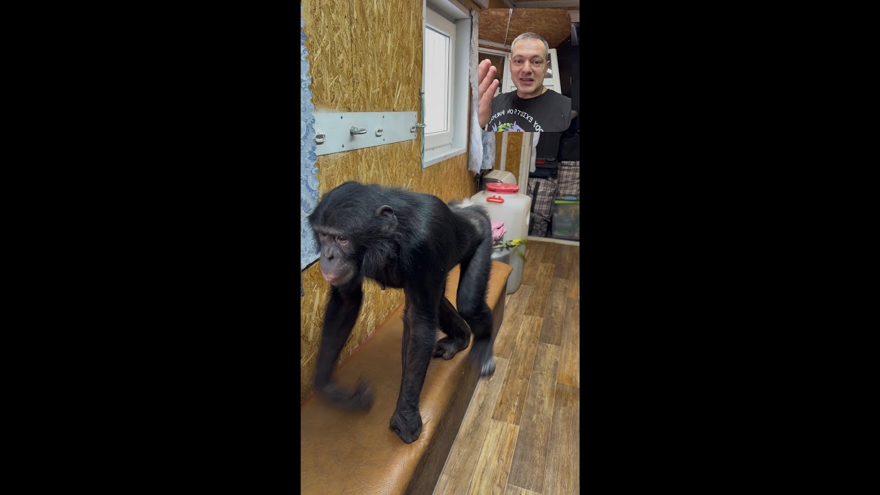 Как Мы Перевозим Шимпанзе в Автодоме из Караганды в Цирк Алматы