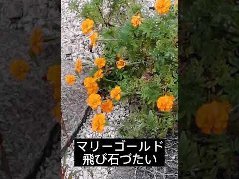 なぜマリーゴールドを庭に植えるのですか？おばあちゃんのヒントを見つけてください！  庭園