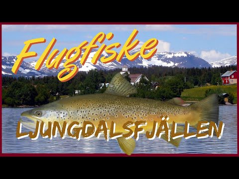 Flugfiske i Ljungdalsfjällen - Sölvbacka Strömmar.