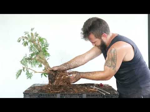 Repotting Series: Pink Powderpuff  Intensive  Repot and Structural Design