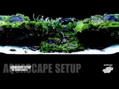 Aquascape Setup - The Hidden Forest