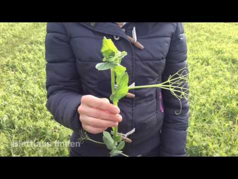 Schädlinge der Wintererbse