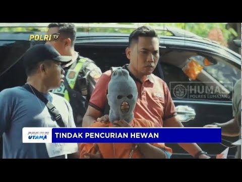POLRES LUMAJANG TANGKAP PELAKU TINDAK PIDANA PENCURIAN HEWAN