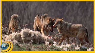 «Էն մոմենտին հելանք, որ գայլը, գառը բերանին, տարածքից դուրս էր գալիս». ոչխարների սպանդ՝ Նորատուսում