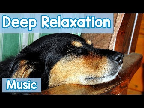 15 Hours of Deep Relaxation Music for Dogs! Music to Relax Your Dog Completely and Help with Sleep!