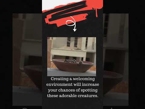 YouTube Short- How to attract chipmunk #naturelovers #shorts #chipmunk