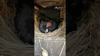 Download lagu Harvest of small bangkok chicks Adityafarm 99 #ayambangkokindonesia mp3 Download lagu Harvest of small bangkok chicks Adityafarm 99 #ayambangkokindonesia mp3