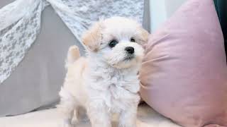 ハーフ犬の動画01