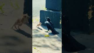 This Rat Fought Back Against a Crow