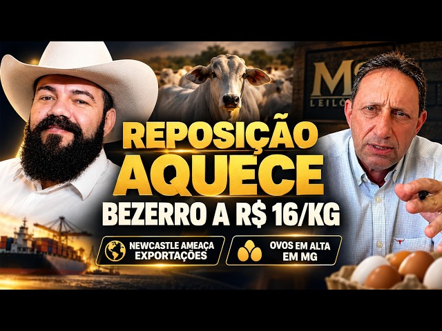 Reposição Aquece com Bezerro em Alta; Newcastle Ameaça Exportações e Produção de Ovos Dispara em MG.