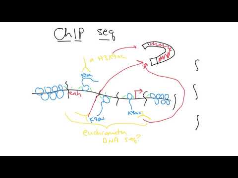Enhancer detection (euchromatin + 3D structure) using ChIP, ATAC and 4C seq