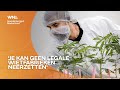 Legale drugsteelt zorgt voor woede bij CDA: 'Is een schijnoplossing'
