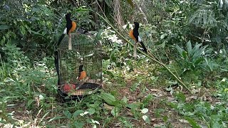 Download lagu mikat murai batu Borneo ‼️ dapat yang super big mp3