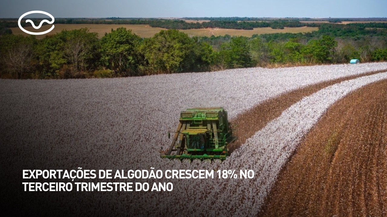 Exportações de algodão crescem 18% no terceiro trimestre do ano