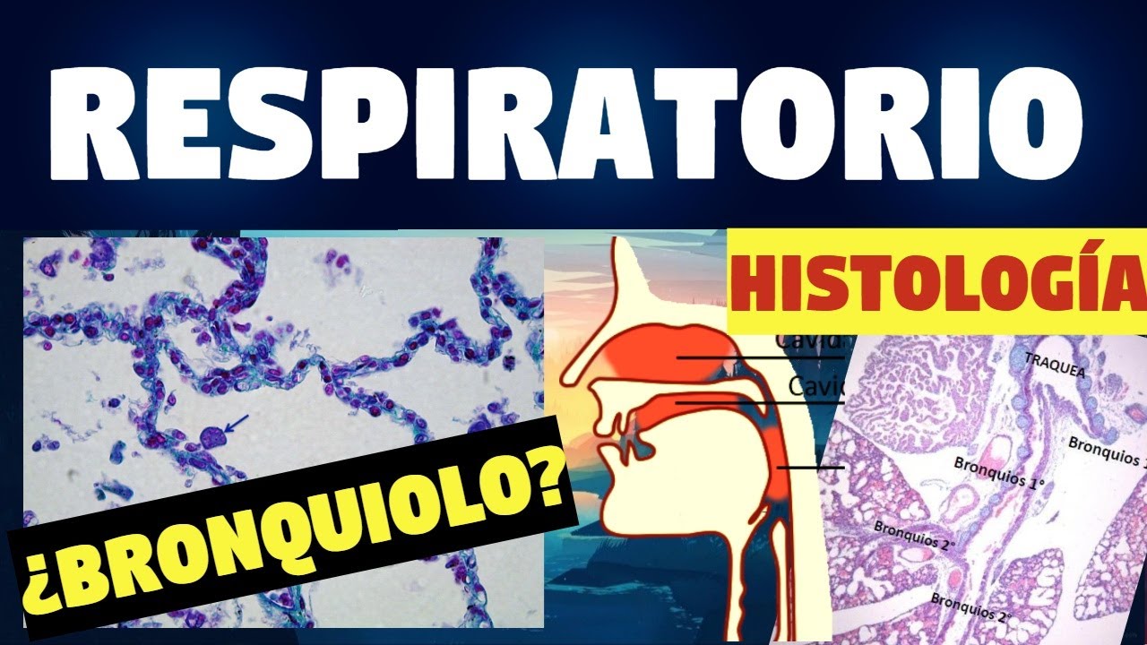 HISTOLOGY OF THE RESPIRATORY SYSTEM | super effective