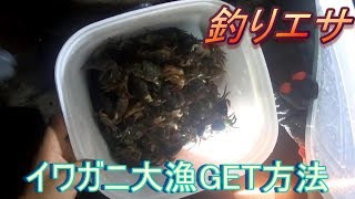 ＃20《釣り》餌を獲りに行こう！イワガニ編
