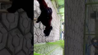 Download lagu Jago super jaka lelana mp3