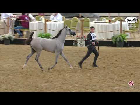 N 84 SULTAN ALNAAMAN   1st Qatar Arabian Breeders Cup   Yearling Colts Class 4A