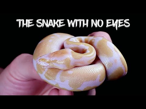 Normal Ball Python Eyes