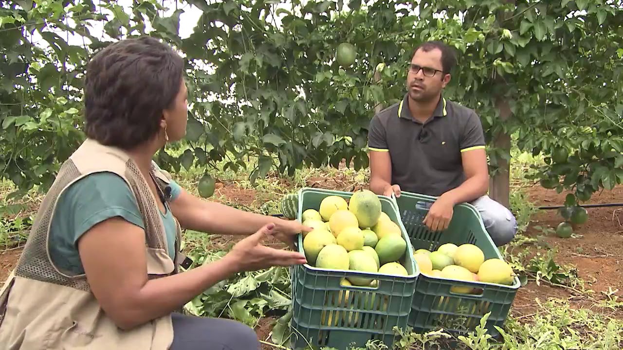 BAHIA RURAL: Especial Baixo Sul agricultores investem no cultivo de maracujá gigante amarelo