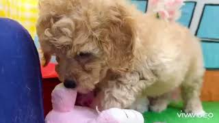 トイプードルの動画01