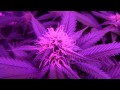 My First Grow! - Dinafem Blue Kush - Day 90 ...