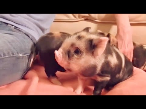 , title : 'La raza de cerdo más pequeña del mundo - razas de cerdo !! Mini cerdo!!! Mini pig'