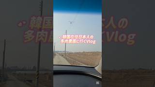 韓国在住日本人の多肉農園に行く1日🌱韓国生活Vlog #多肉植物 #succulent #観葉植物 #韓国生活