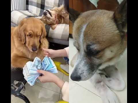 #puppy #funny #shortsrld #dog #pets#luzofunny video#siliguridoglover